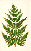 Lowe Antique Colored Fern Print Pteris Bisbota - Panteek Antique Prints