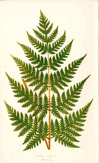 Lowe Antique Colored Fern Print Pteris Bisbota - Panteek Antique Prints