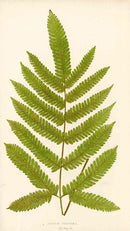 Lowe Antique Colored Fern Print Pteris fel. - Panteek Antique Prints