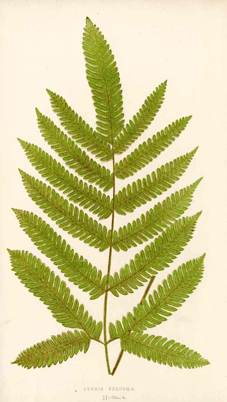 Lowe Antique Colored Fern Print Pteris fel.