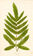 Lowe Antique Colored Fern Print Pteris Felosma - Panteek Antique Prints
