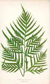 Lowe Antique Colored Fern Print Pteris leptophylla - Panteek Antique Prints