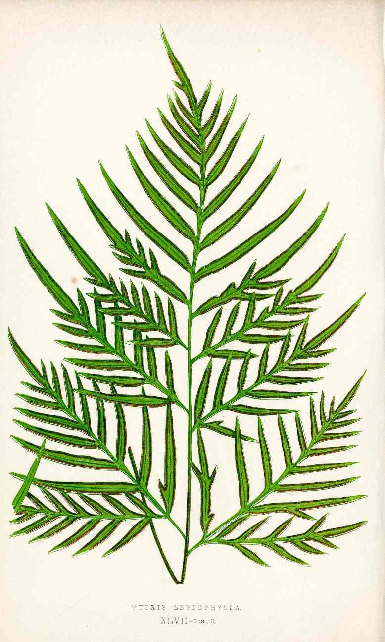 Lowe Antique Colored Fern Print Pteris leptophylla