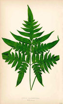 Lowe Antique Colored Fern Print Pteris Macroptera - Panteek Antique Prints