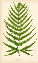 Lowe Antique Colored Fern Print Pteris sulcata - Panteek Antique Prints