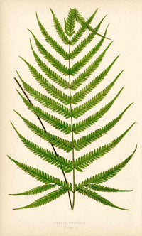 Lowe Antique Colored Fern Print Pteris sulcata - Panteek Antique Prints