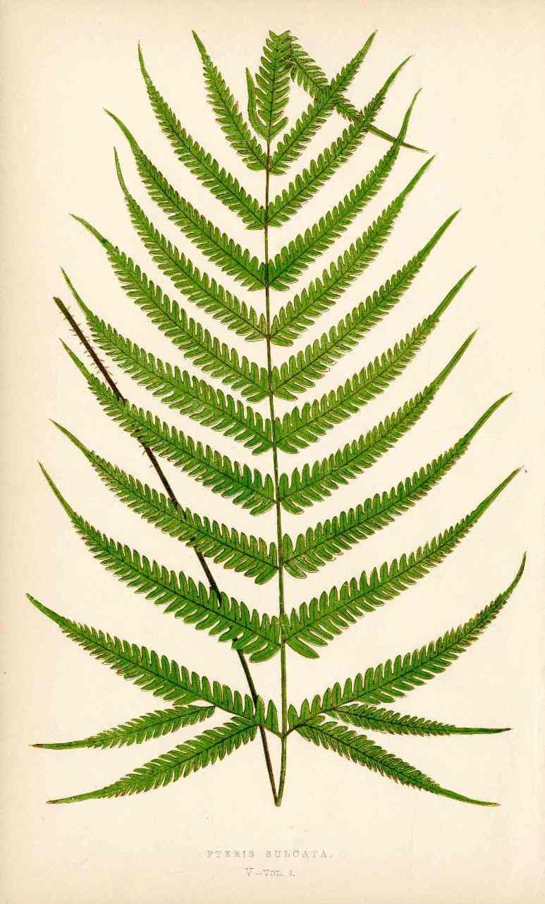 Lowe Antique Colored Fern Print Pteris sulcata