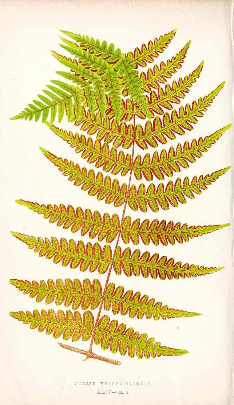 Lowe Antique Colored Fern Print Pteris Vespertilionis