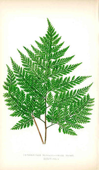 Lowe Antique Colored Fern Print Thyrsospteris Elegans - Panteek Antique Prints