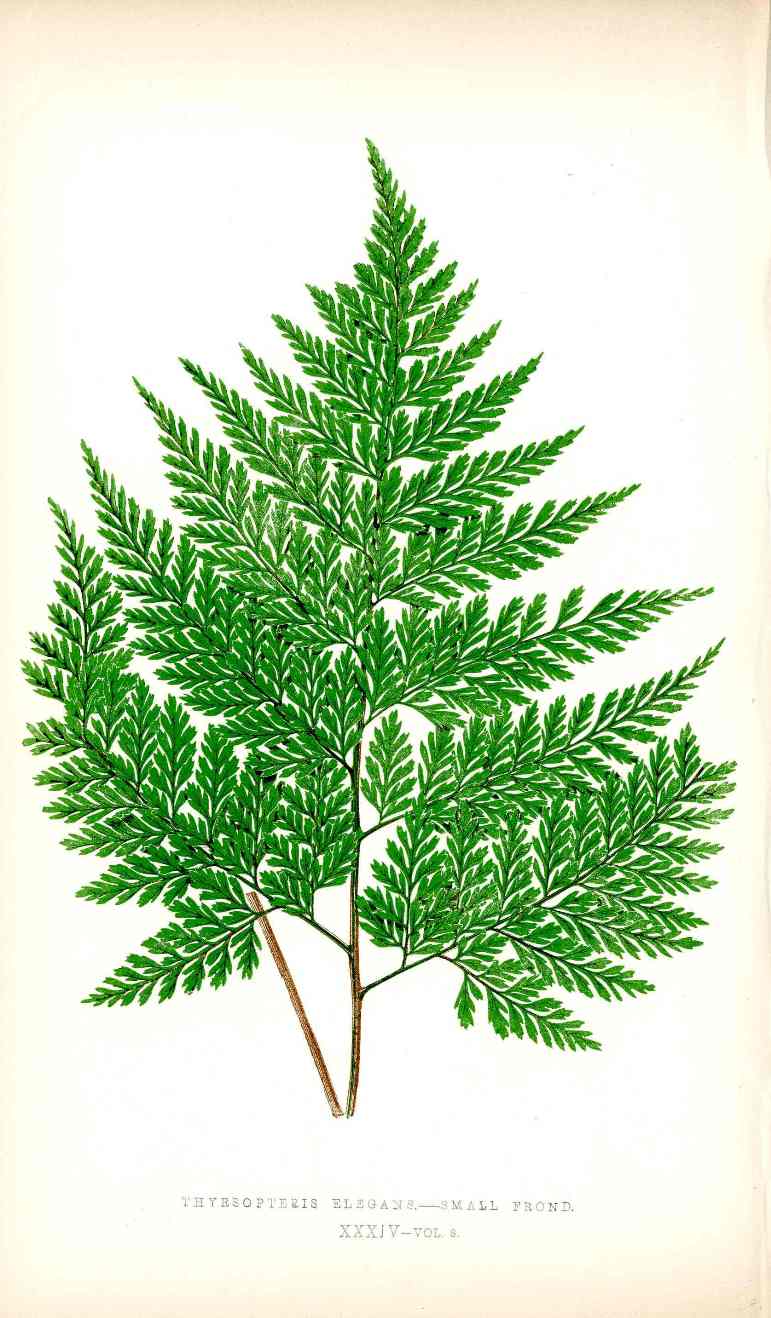 Lowe Antique Colored Fern Print Thyrsospteris Elegans