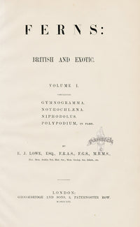 Lowe Antique Colored Fern Print Title Page - Panteek Antique Prints