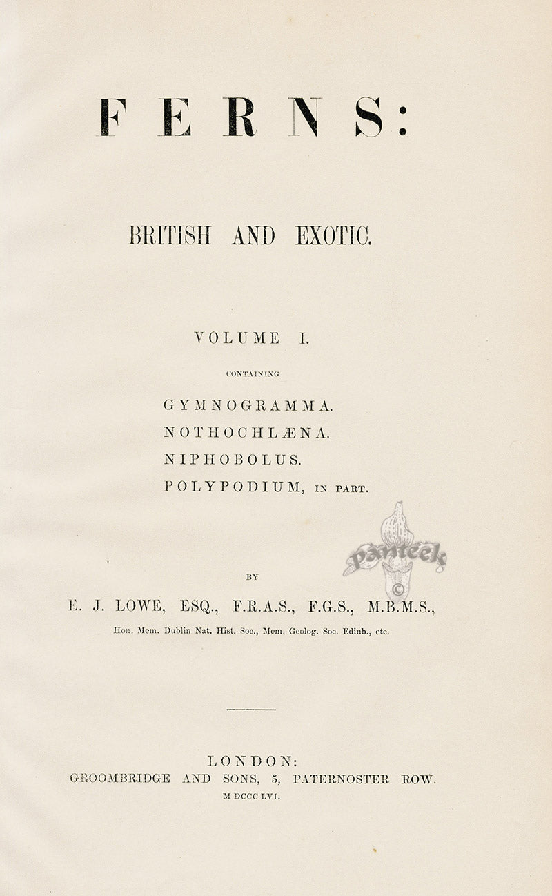 Lowe Antique Colored Fern Print Title Page