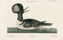 Mark Catesby Bird Print Anas Christatus - Panteek Antique Prints