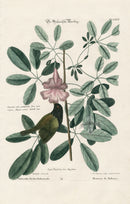 Mark Catesby Bird Print Bahama Sparrow - Panteek Antique Prints