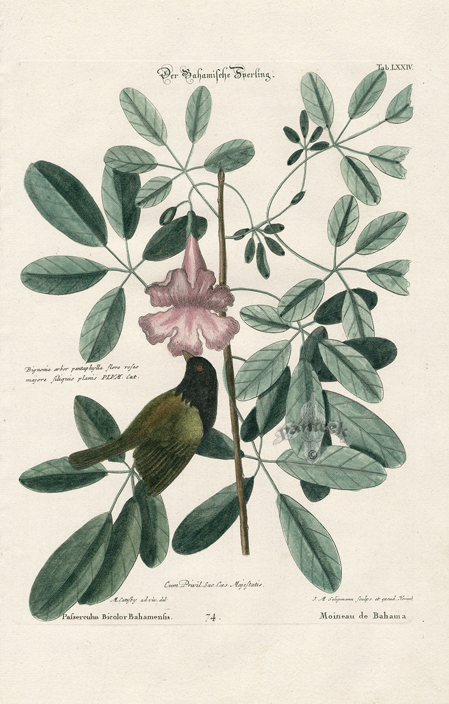 Mark Catesby Bird Print Bahama Sparrow