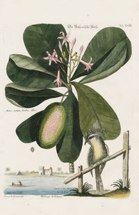 Mark Catesby Bird Print Bahama Titmouse - Panteek Antique Prints