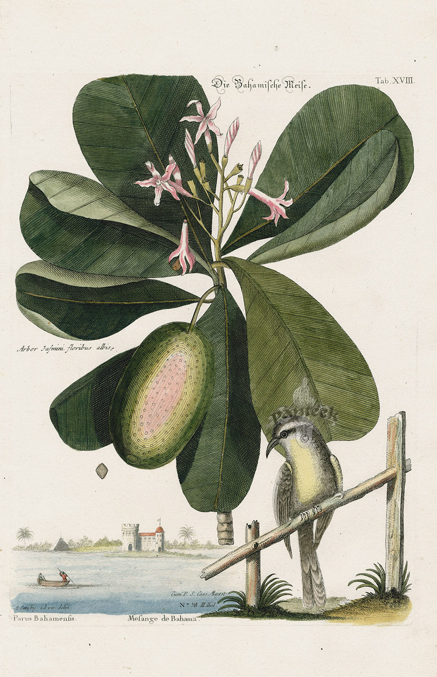 Mark Catesby Bird Print Bahama Titmouse