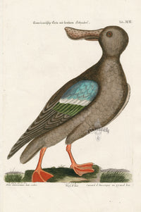Mark Catesby Bird Print Blue-wing Shoveler - Panteek Antique Prints