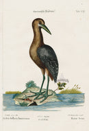Mark Catesby Bird Print Brown Bittern - Panteek Antique Prints
