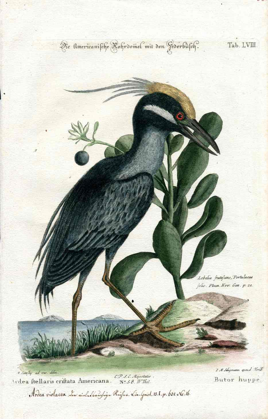 Mark Catesby Bird Print Crested Bittern