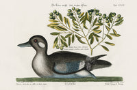 Mark Catesby Bird Print Duck - Panteek Antique Prints