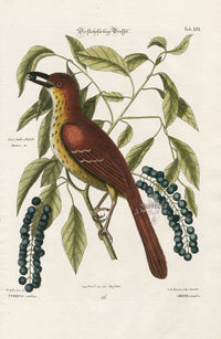 Mark Catesby Bird Print Fox Coloured Thrush - Panteek Antique Prints