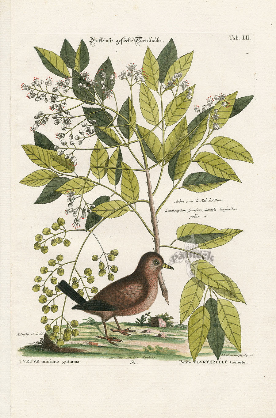 Mark Catesby Bird Print Ground Dove