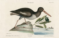 Mark Catesby Bird Print Haemotapus - Panteek Antique Prints