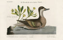 Mark Catesby Bird Print Ilanthera Duck - Panteek Antique Prints