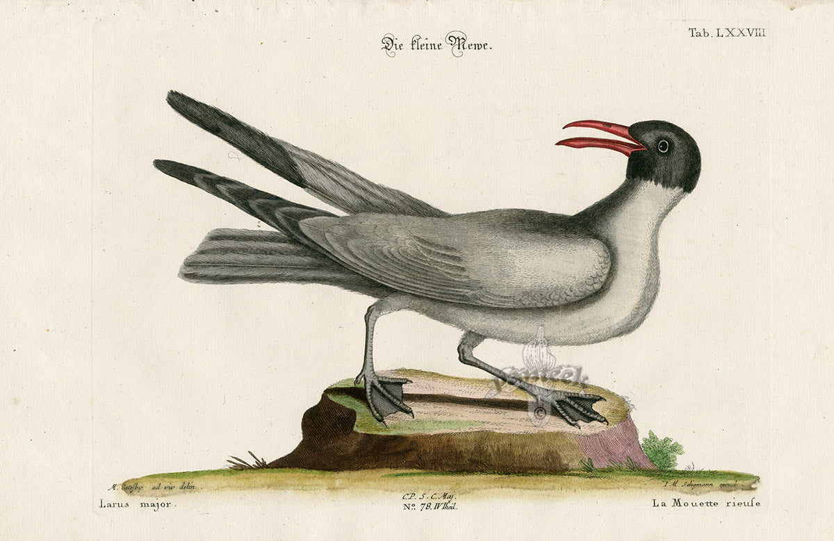 Mark Catesby Bird Print Larus major