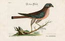 Mark Catesby Bird Print Little Hawk - Panteek Antique Prints