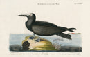 Mark Catesby Bird Print Noddy - Panteek Antique Prints