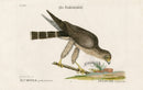 Mark Catesby Bird Print Pigeon Hawk - Panteek Antique Prints