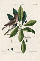 Mark Catesby Bird Print Purple Finch - Panteek Antique Prints