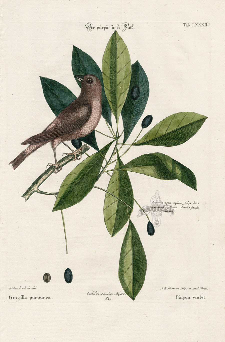 Mark Catesby Bird Print Purple Finch