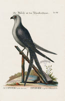 Mark Catesby Bird Print Swallow-Tail Hawk - Panteek Antique Prints