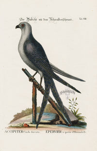 Mark Catesby Bird Print Swallow-Tail Hawk - Panteek Antique Prints