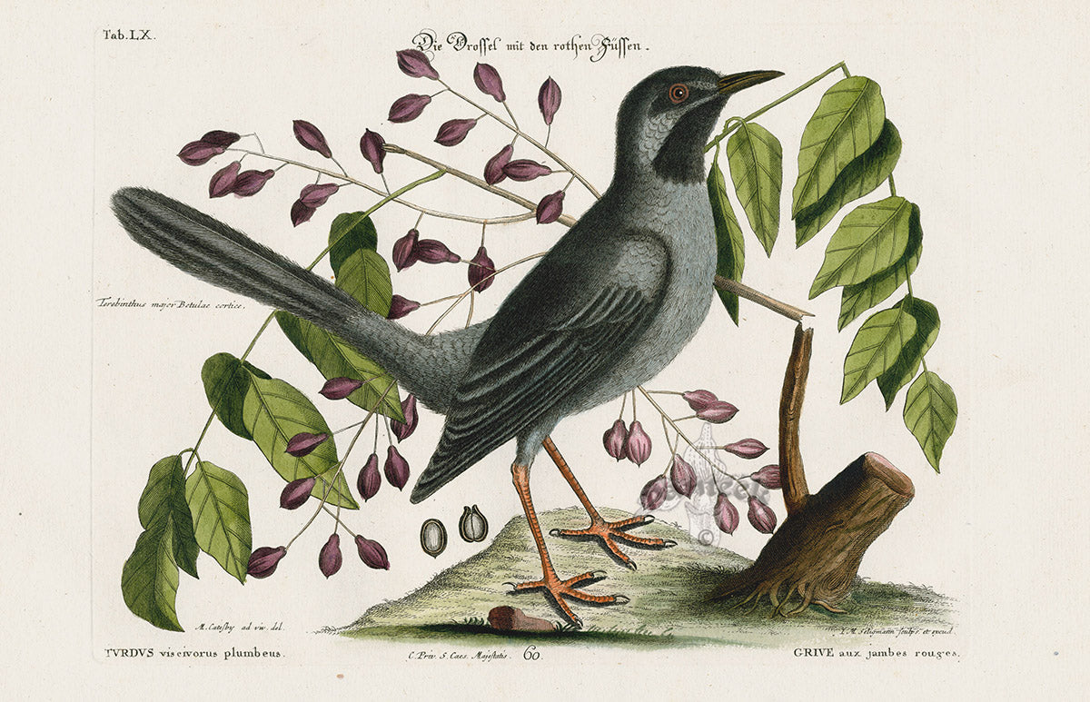 Mark Catesby Bird Print Thrush