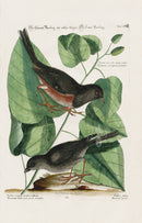 Mark Catesby Bird Print Towhe Bird - Panteek Antique Prints