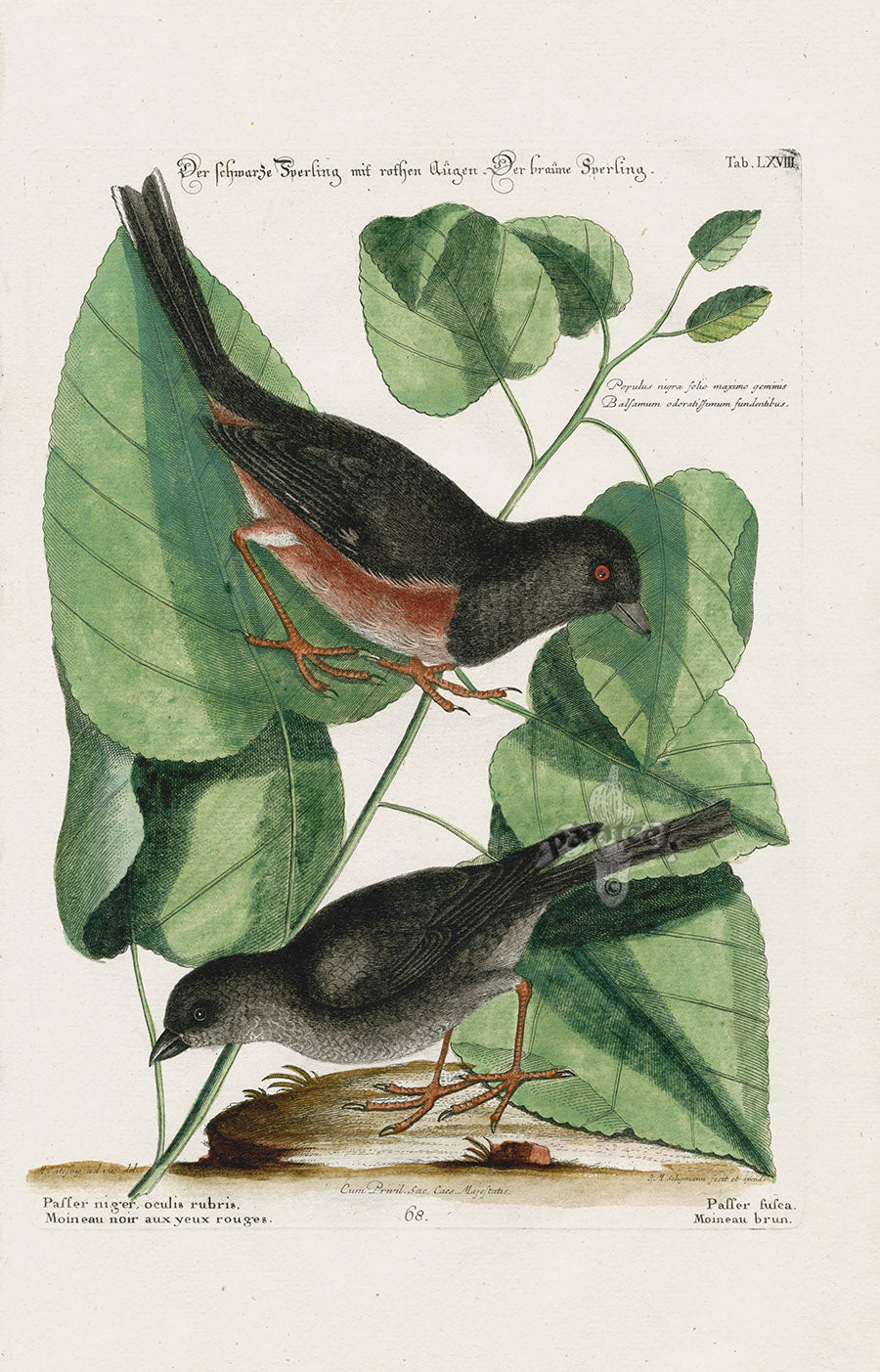 Mark Catesby Bird Print Towhe Bird