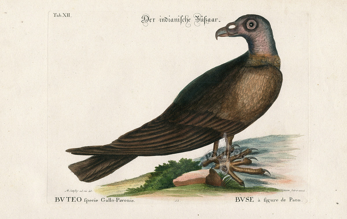 Mark Catesby Bird Print Turkey Buzzard