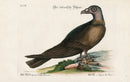 Mark Catesby Bird Print Turkey Buzzard - Panteek Antique Prints