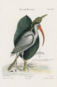 Mark Catesby Bird Print White Curlew - Panteek Antique Prints