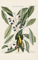 Mark Catesby Bird Print Yellow Titmouse - Panteek Antique Prints