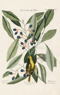 Mark Catesby Bird Print Yellow Titmouse - Panteek Antique Prints