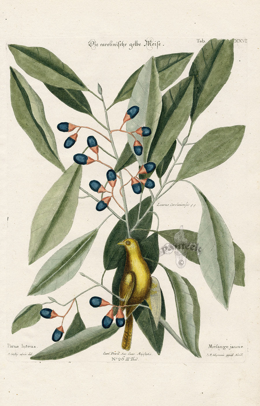 Mark Catesby Bird Print Yellow Titmouse