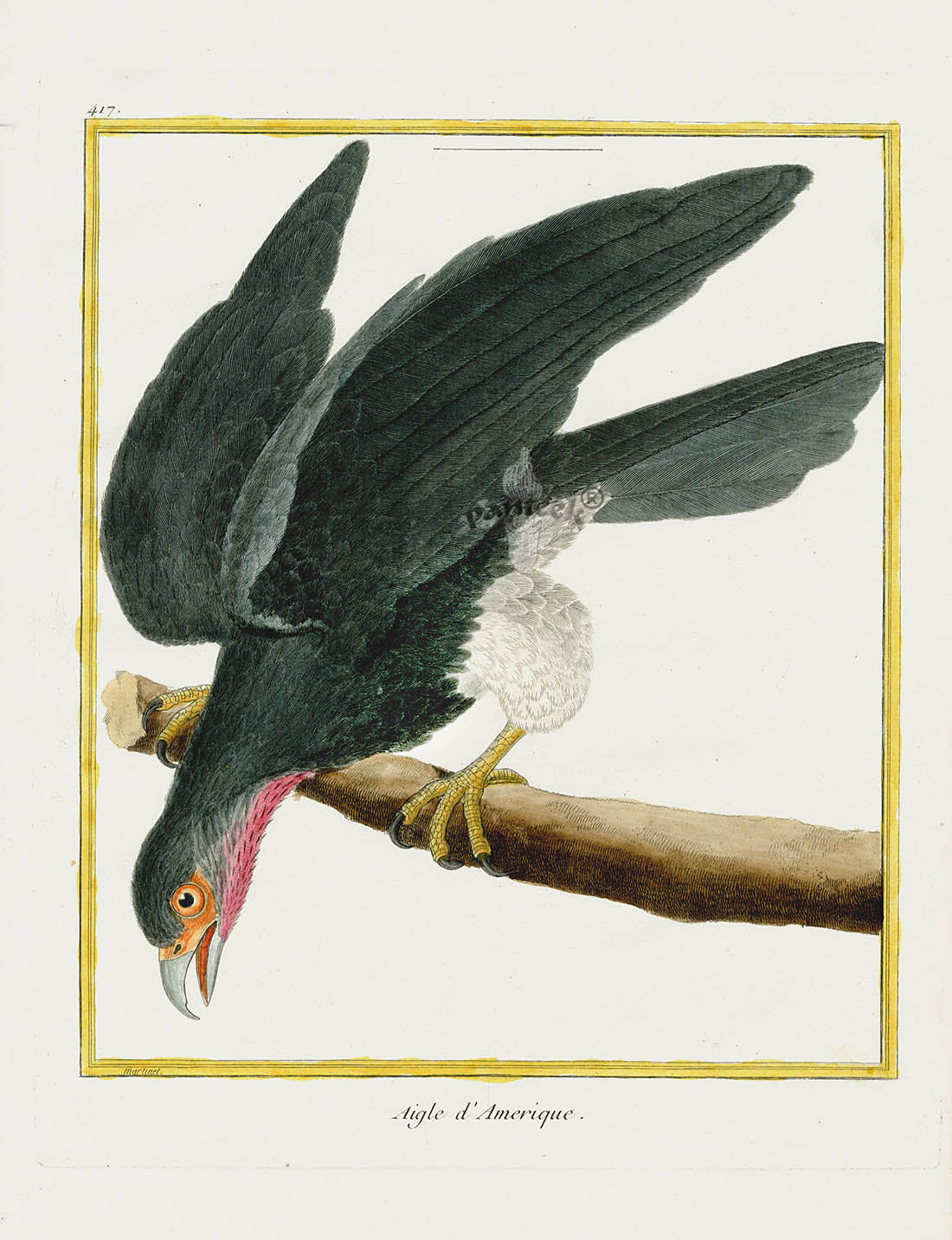 Martinet Buffon Original Antique Prints American Eagle