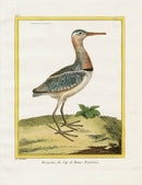 Martinet Buffon Original Antique Prints Becassine - Panteek Antique Prints