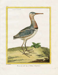 Martinet Buffon Original Antique Prints Becassine - Panteek Antique Prints