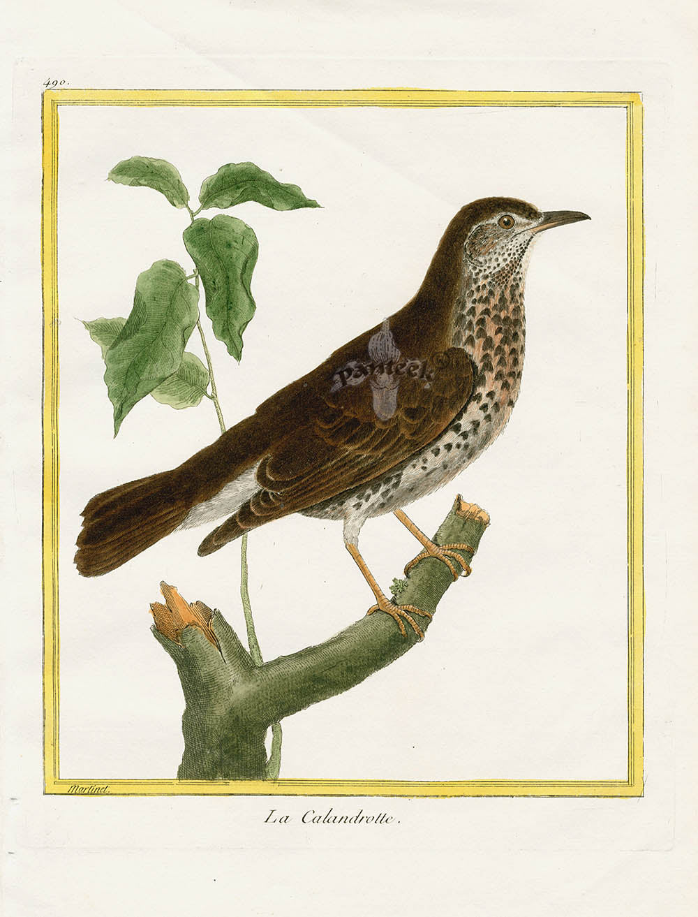 Martinet Buffon Original Antique Prints Calandrotte